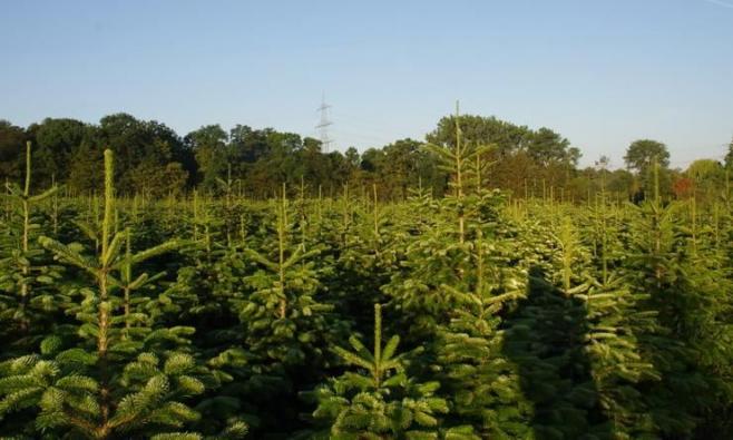 Viele Weihnachtsbäume stehen in Anpflanzung
