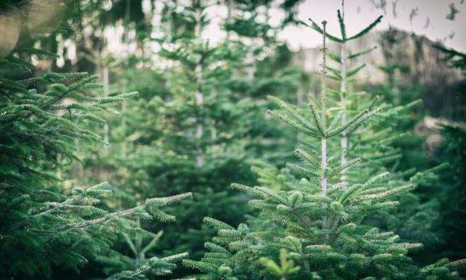Weihnachtsbäume in Baumschule